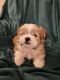Shih Tzu Puppies for sale in Coeur d'Alene, ID, USA. price: NA
