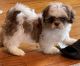 Shih Tzu Puppies for sale in Maysville, KY 41056, USA. price: $400