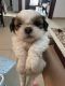 Shih Tzu Puppies for sale in Ajmer, Rajasthan, India. price: 25000 INR