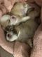 Shih Tzu Puppies for sale in Richmond Hill, GA 31324, USA. price: NA