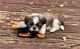 Shih Tzu Puppies for sale in Rockwell, NC 28138, USA. price: $1,400