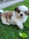 Shih Tzu Puppies for sale in Rathdrum, ID 83858, USA. price: NA