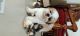 Shih Tzu Puppies for sale in Yeswanthpur, Bengaluru, Karnataka, India. price: 15555 INR