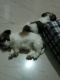 Shih Tzu Puppies for sale in Kakinada, Andhra Pradesh, India. price: 15000 INR