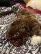 Shih Tzu Puppies for sale in Athens, WI 54411, USA. price: $250