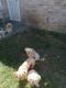 Shih Tzu Puppies for sale in Dallas, TX, USA. price: $800