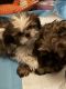 Shih Tzu Puppies for sale in Bowie, MD, USA. price: NA