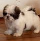 Shih Tzu Puppies for sale in Maysville, KY 41056, USA. price: NA