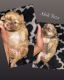 Shih Tzu Puppies for sale in Baltimore, MD, USA. price: NA