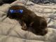 Shih Tzu Puppies for sale in Cornelia, GA, USA. price: $1,200