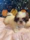 Shih Tzu Puppies for sale in Maysville, KY 41056, USA. price: $600