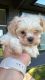 Shih Tzu Puppies for sale in Spokane, WA, USA. price: $1,000