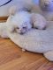 Shih Tzu Puppies for sale in Lyons, OR 97358, USA. price: $400