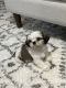 Shih Tzu Puppies for sale in Cibolo, TX, USA. price: $750