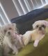 Shih Tzu Puppies for sale in Glendale, AZ, USA. price: $3,000