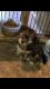 Shih Tzu Puppies for sale in Kinston, NC, USA. price: NA