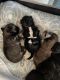 Shih Tzu Puppies for sale in Conway, SC, USA. price: $100