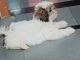 Shih Tzu Puppies for sale in Mothi Nagar, Borabanda, Hyderabad, Telangana 500018, India. price: 20000 INR