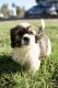 Shih Tzu Puppies for sale in Oroville, CA, USA. price: NA