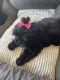 Shih Tzu Puppies for sale in Arlington, TX, USA. price: $1,400