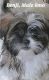 Shih Tzu Puppies for sale in Medina, OH 44256, USA. price: $600