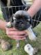Shih Tzu Puppies for sale in New Lenox, IL, USA. price: $1,000