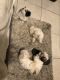 Shih Tzu Puppies for sale in Fort Lauderdale, FL 33313, USA. price: NA