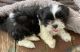 Shih Tzu Puppies for sale in Rockwell, NC 28138, USA. price: NA
