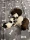 Shih Tzu Puppies for sale in 111 Ann St, Johnstown, PA 15905, USA. price: NA