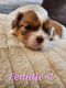 Shih Tzu Puppies for sale in Roseville, MI 48066, USA. price: $1,000