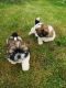 Shih Tzu Puppies for sale in Kansas City, MO, USA. price: $500