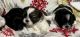 Shih Tzu Puppies for sale in Mt Pleasant, TX 75455, USA. price: $1,000