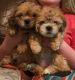 Shih Tzu Puppies for sale in Scottsdale, AZ, USA. price: $1,450