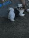 Shih Tzu Puppies for sale in Charlotte, NC, USA. price: $1,300