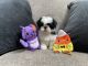 Shih Tzu Puppies for sale in Columbus, OH, USA. price: $850