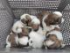 Shih Tzu Puppies for sale in Mysuru, Karnataka, India. price: 18000 INR