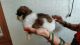 Shih Tzu Puppies for sale in Rd Number 8, Durga Bhawani Nagar, Giani Zail Singh Nagar, Film Nagar, Hyderabad, Telangana, India. price: 25000 INR