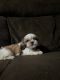 Shih Tzu Puppies for sale in Mira Loma, Jurupa Valley, CA, USA. price: NA