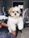 Shih Tzu Puppies for sale in Tampa, FL, USA. price: $500