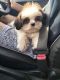 Shih Tzu Puppies for sale in Thrissur, Kerala, India. price: 30000 INR