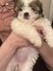 Shih Tzu Puppies for sale in 2257 Southorn Rd, Middle River, MD 21220, USA. price: NA