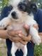 Shih Tzu Puppies for sale in 680 NE 41st St, Pompano Beach, FL 33064, USA. price: $600