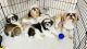 Shih Tzu Puppies for sale in Virar West, Virar, Maharashtra, India. price: 15000 INR