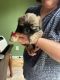 Shih Tzu Puppies for sale in Jacksonville, NC 28540, USA. price: $1,200