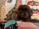 Shih Tzu Puppies for sale in Riceville, TN 37370, USA. price: $1,200