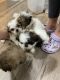 Shih Tzu Puppies for sale in Baytown, TX, USA. price: NA