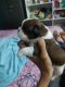 Shih Tzu Puppies for sale in Eluru, Andhra Pradesh, India. price: 20000 INR