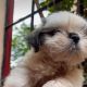 Shih Tzu Puppies for sale in Miyapur, Telangana, India. price: 16000 INR