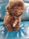 Shih Tzu Puppies for sale in Gilbert, AZ 85298, USA. price: NA