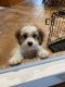 Shih Tzu Puppies for sale in Bethpage, NY, USA. price: NA